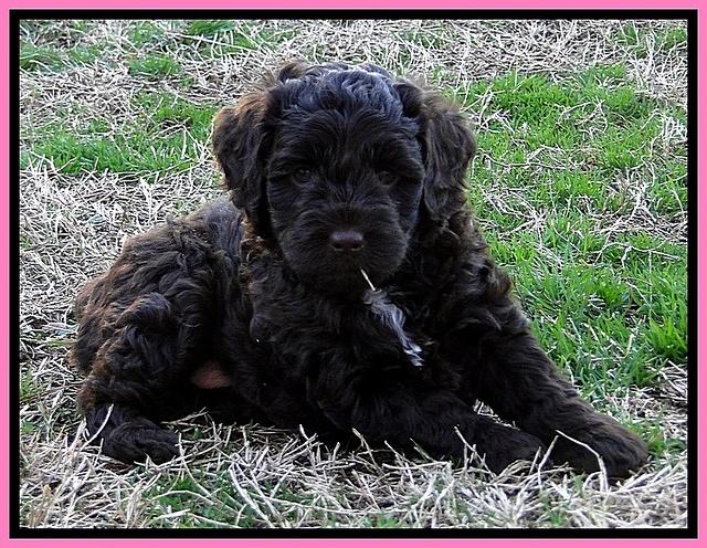 CB pups 5.5 wks old 12