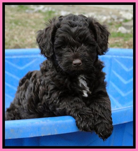 CB pups 6 wks old 40