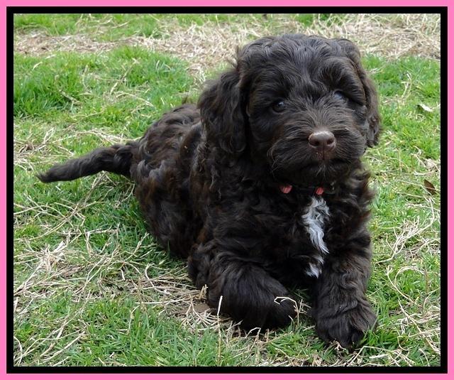 CB pups 6.5 wks old 6