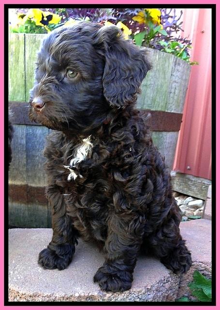 CB pups 7 wks old 13