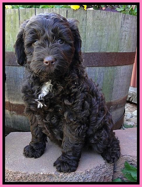 CB pups 7 wks old 8