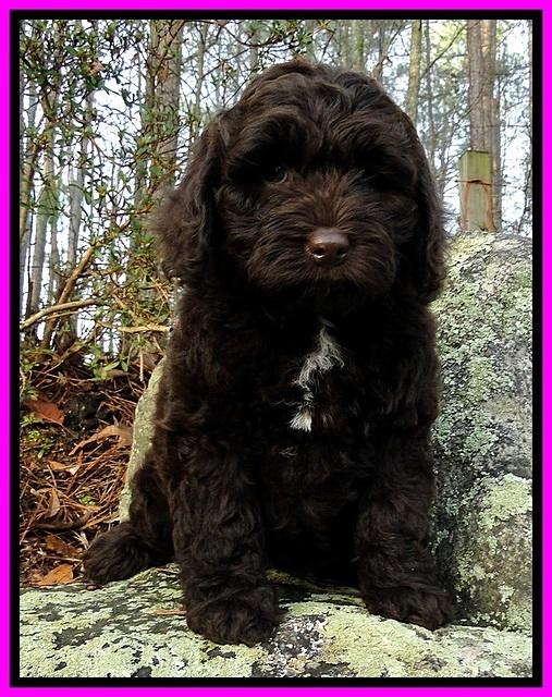 CB pups 8 wks old 3