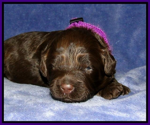 CB pups 2 wks old 16