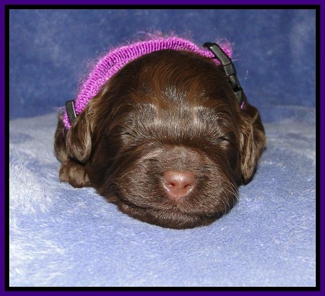 CB pups 2 wks old 17