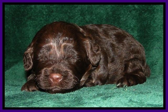 CB pups 3 wks old 8