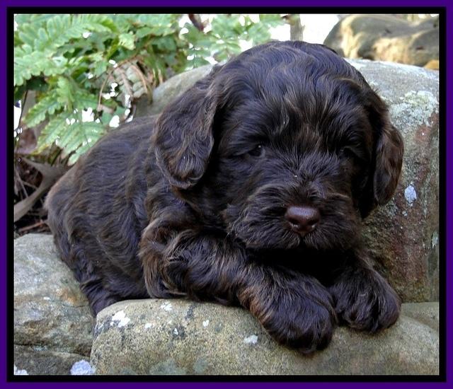 CB pups 4 wks old 3