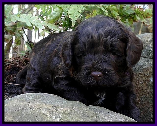 CB pups 4 wks old 4