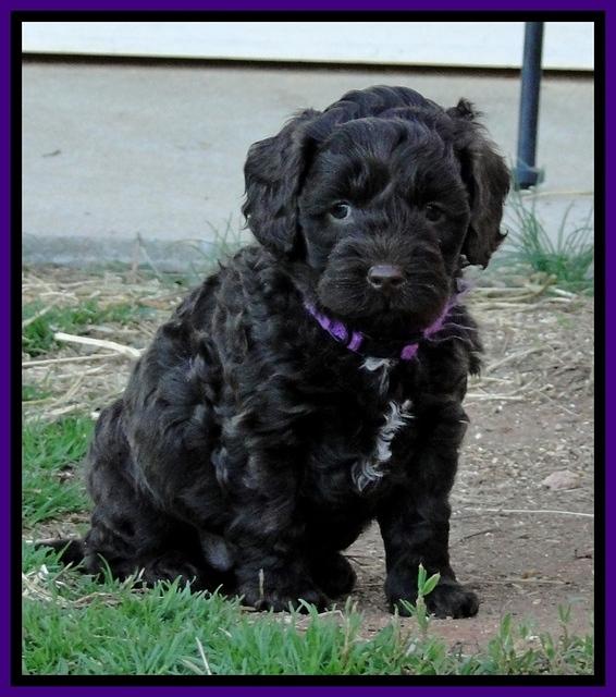 CB pups 5.5 wks old 23