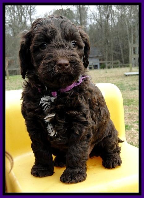 CB pups 6 wks old 5