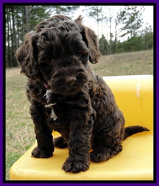 CB pups 6 wks old 7