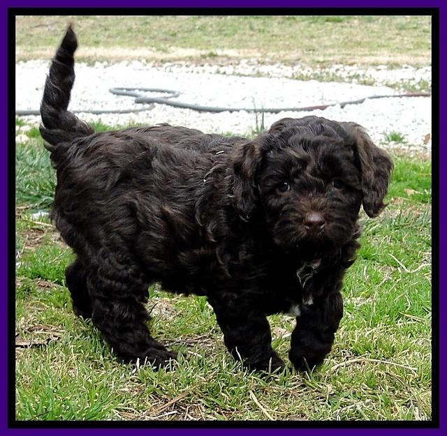 CB pups 6.5 wks old 19