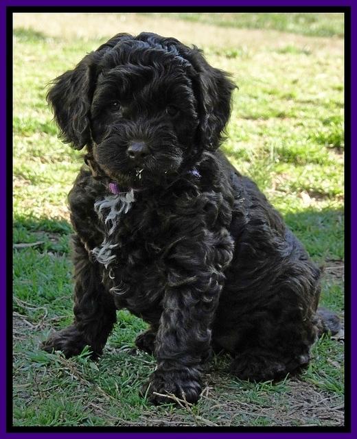 CB pups 7 wks old 6
