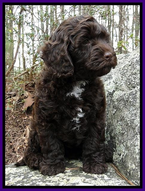 CB pups 8 wks old 22