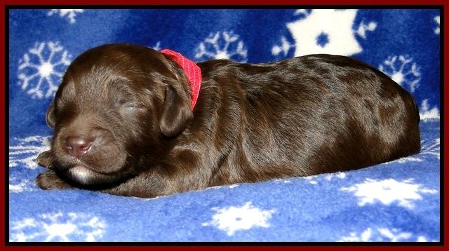 CB pups 1 wk old 4