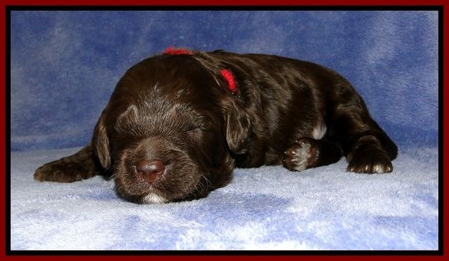CB pups 2 wks old 19