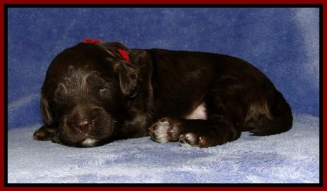 CB pups 2 wks old 20