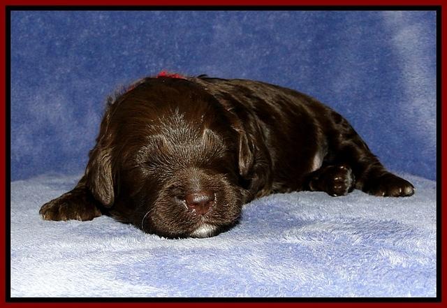 CB pups 2 wks old 21
