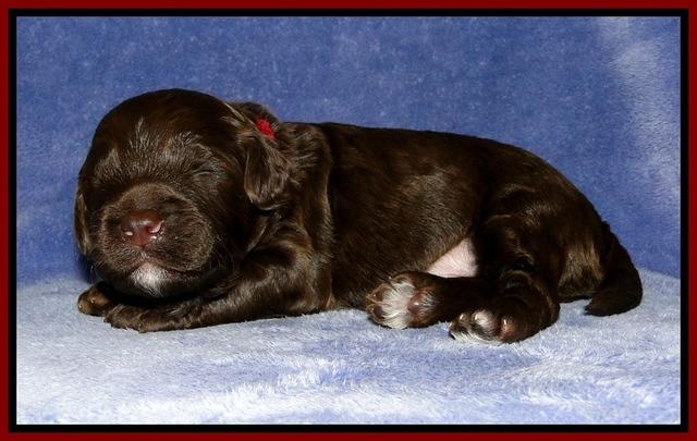 CB pups 2 wks old 22