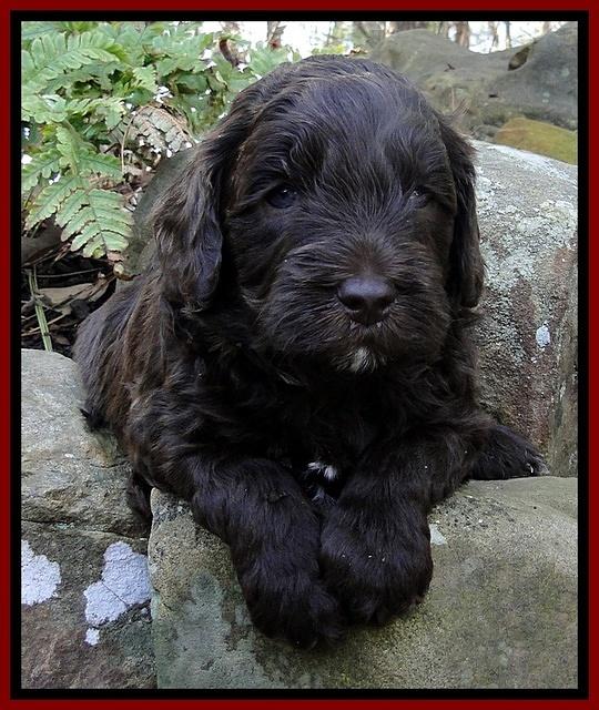 CB pups 4 wks old 5