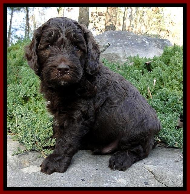 CB pups 5 wks old 18