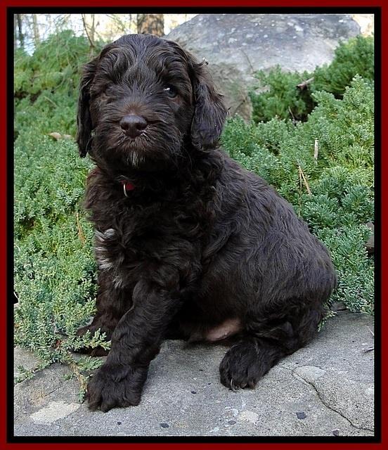 CB pups 5 wks old 20