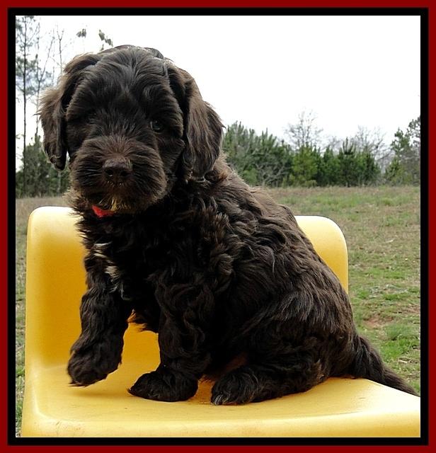 CB pups 6 wks old 10