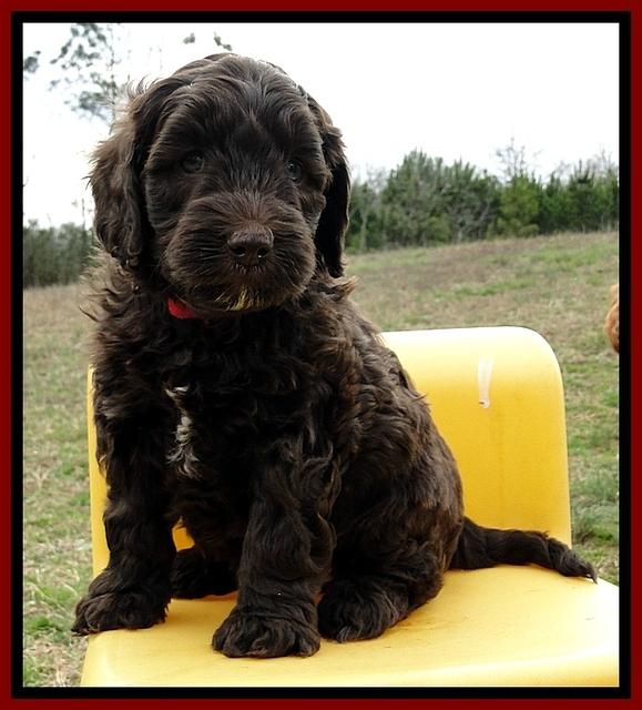 CB pups 6 wks old 11