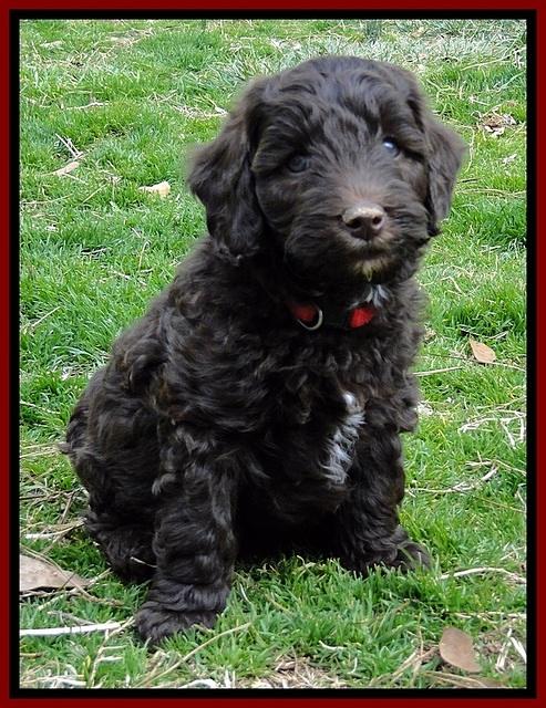 CB pups 6.5 wks old 13