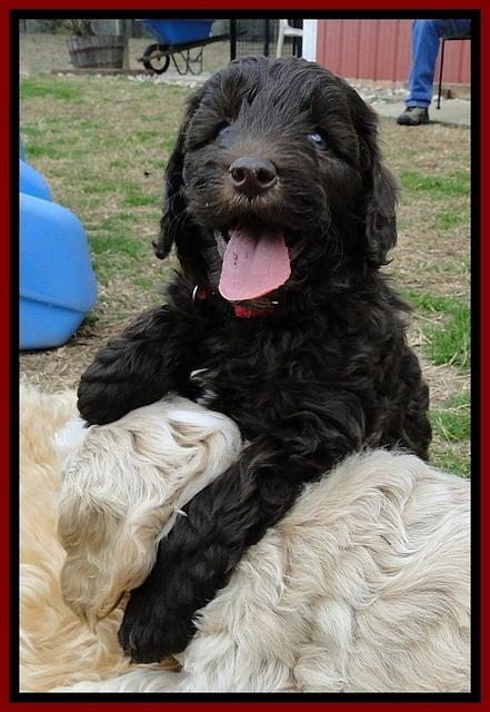 CB pups 6.5 wks old 16