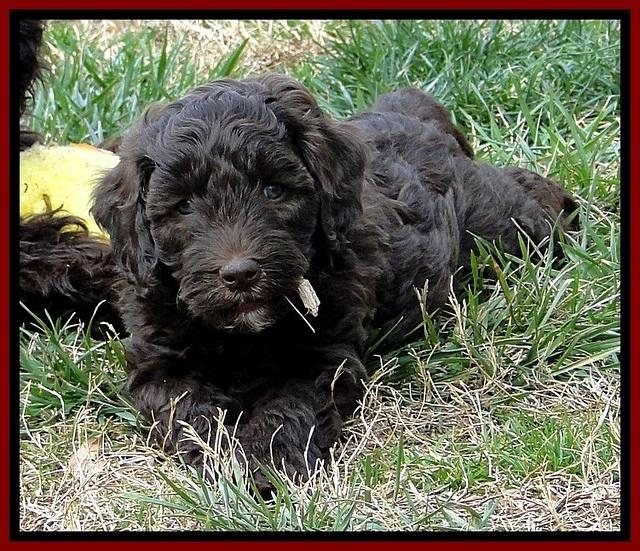 CB pups 6.5 wks old 17