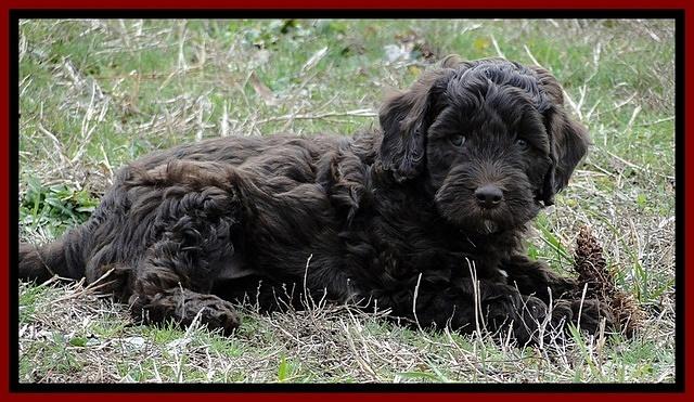CB pups 6.5 wks old 23