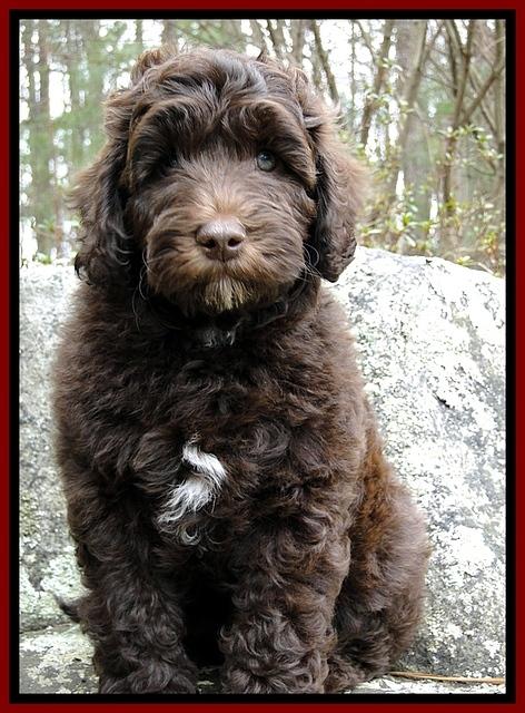 CB pups 8 wks old  23