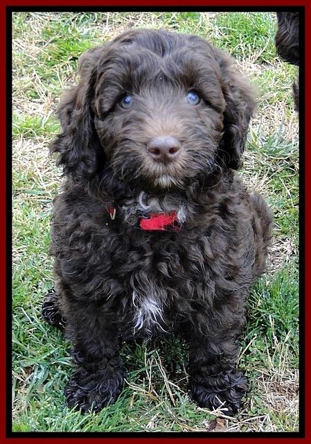 CB pups 8 wks old 16