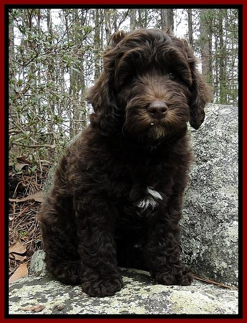 CB pups 8 wks old 25