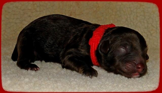 CB pups newborn 13