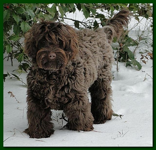 Snow day Jan 2011 014