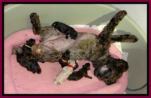 CB pups 4 days old with MOM
