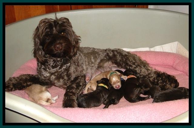 CB pups 6 days old 1