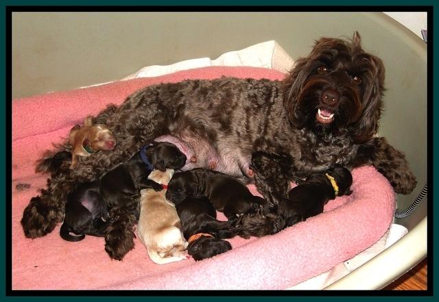 CB pups 6 days old 2