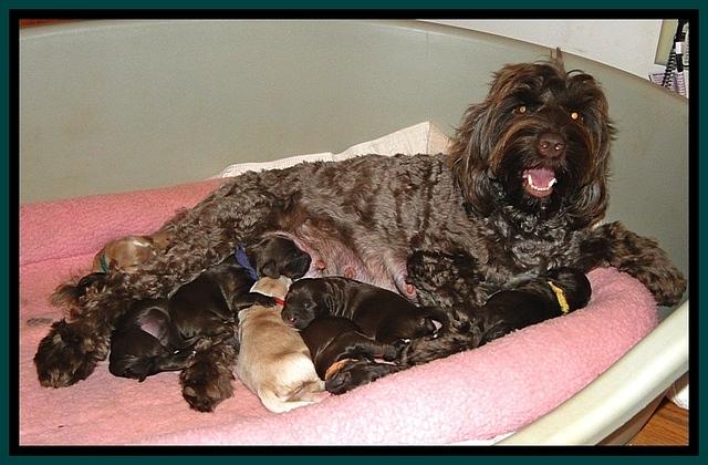 CB pups 6 days old 3