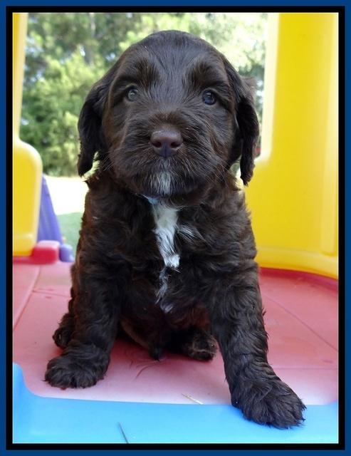 CB pups 5 wks old 1