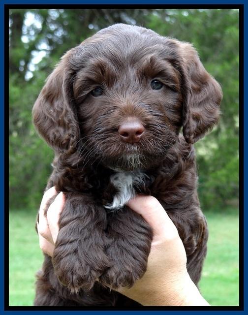 CB pups 6 wks old 15