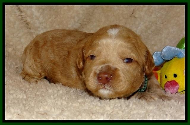 CB pups 2 wks old 10