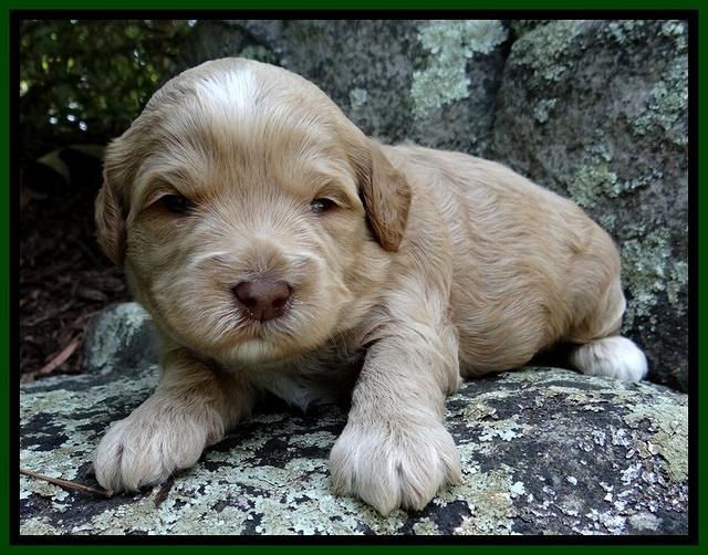 CB pups 3 wks old 12