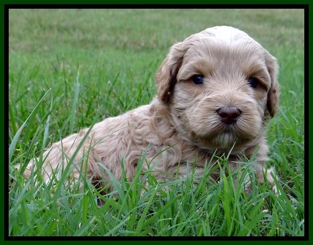 CB pups 4 wks old 9