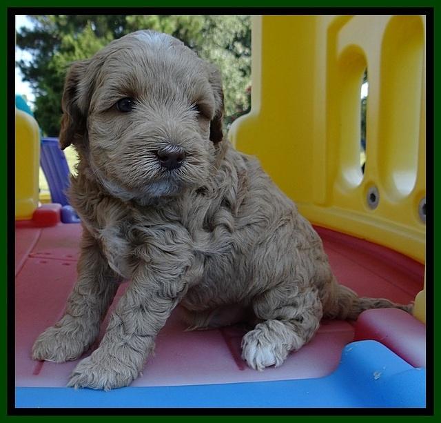 CB pups 5 wks old 21