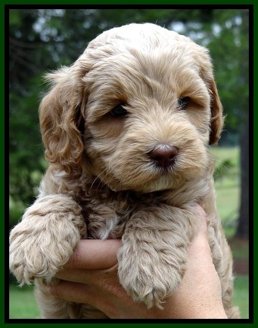 CB pups 6 wks old 4