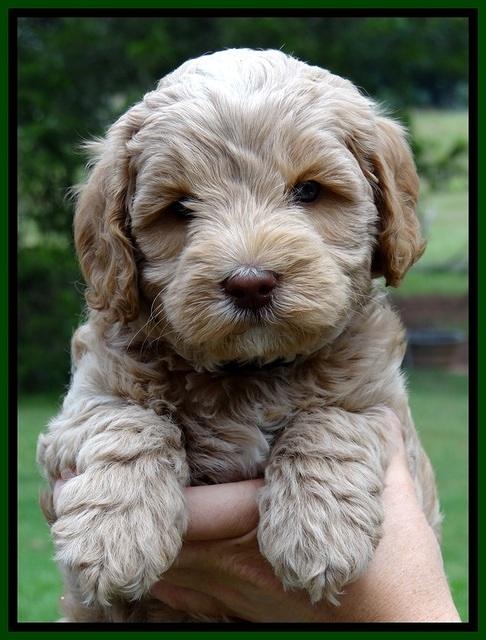 CB pups 6 wks old 5