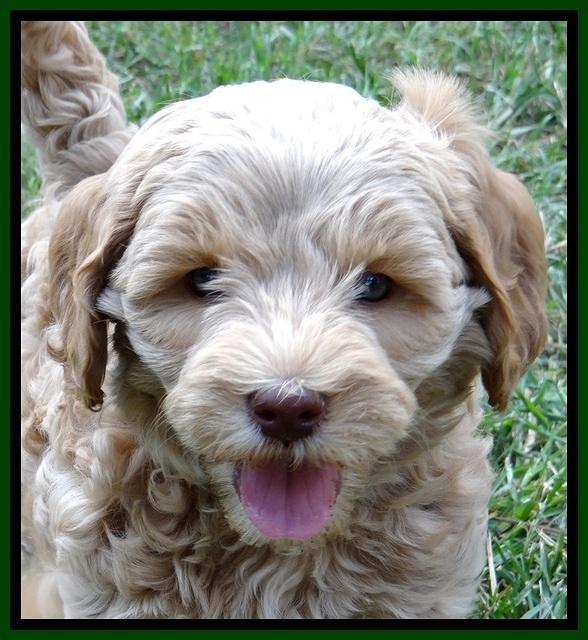 CB pups 7 wks old 37