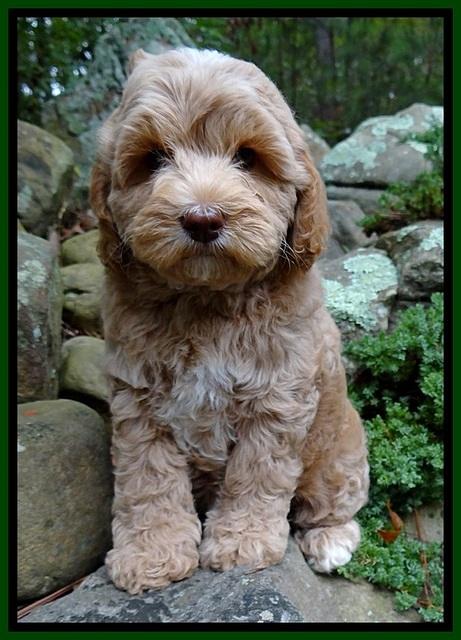 CB pups 8 wks old 20